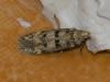 Bryotropha domestica
